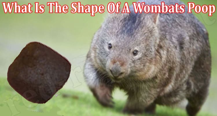 Latest News What Is The Shape Of A Wombats Poop