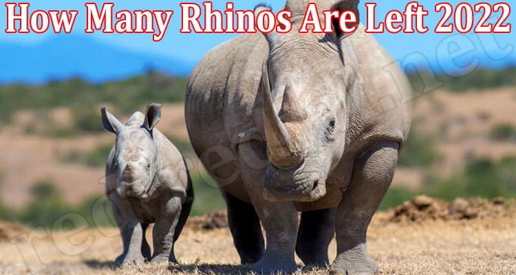 LATEST NEWS How Many Rhinos Are Left 2022