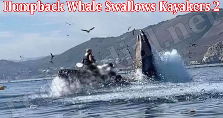 Latest News Humpback Whale Swallows Kayakers 2
