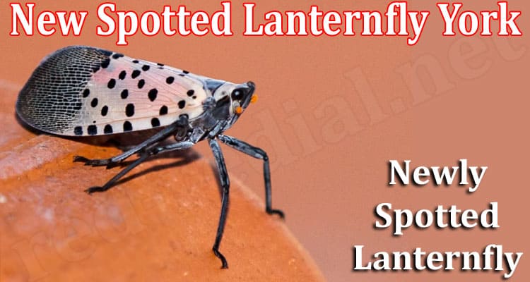 Latest News New Spotted Lanternfly York