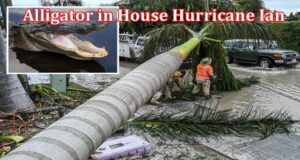 Latest News Alligator In House Hurricane Ian