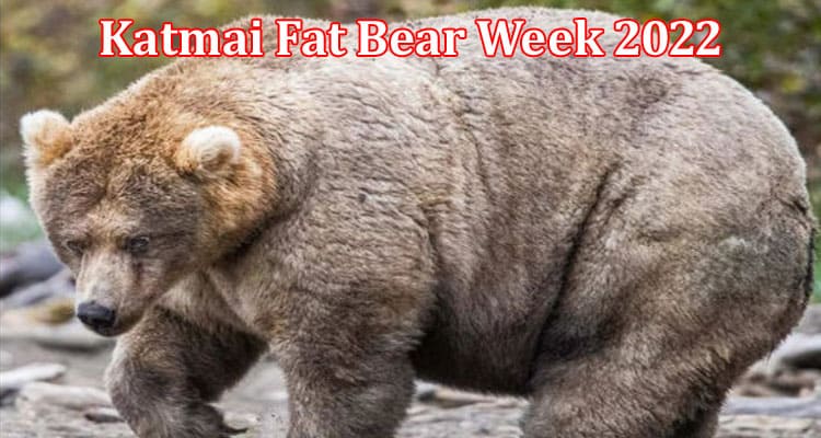 Latest News Katmai Fat Bear Week 2022
