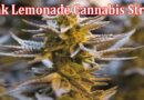 Why Is the Pink Lemonade Cannabis Strain Gaining Popularity in 2022