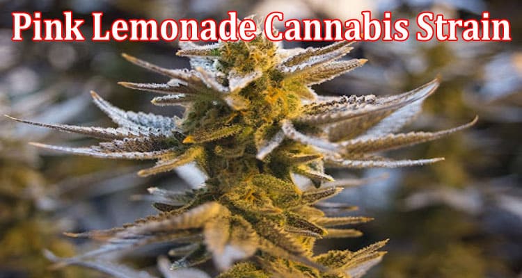 Why Is the Pink Lemonade Cannabis Strain Gaining Popularity in 2022