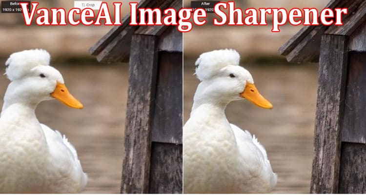 Complete Information About VanceAI Image Sharpener Find Multiple Solutions for Image Blur