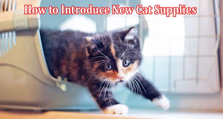 How to Introduce New Cat Supplies to Your Feline Friend