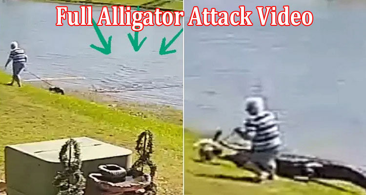 Latest News Full Alligator Attack Video