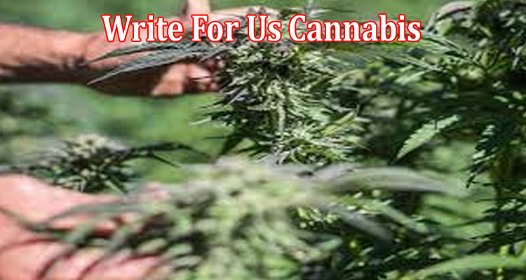 About Gerenal Information Write For Us Cannabis