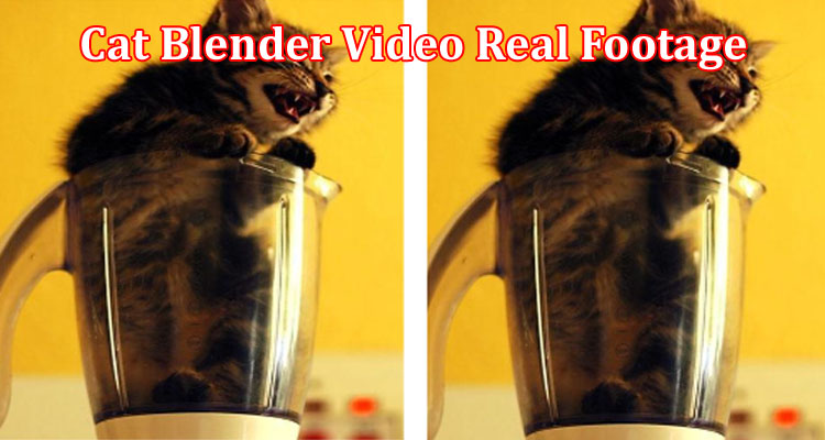 Latest News Cat Blender Video Real Footage