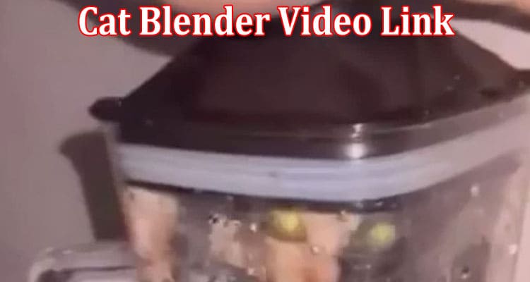 Latest News Cat Blender Video Link