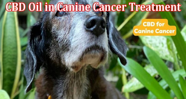 How to Exploring the Effectiveness of CBD Oil in Canine Cancer Treatment