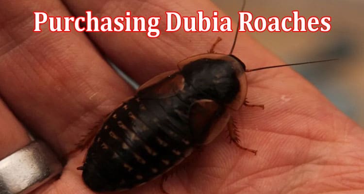 Essential Factors to Consider When Purchasing Dubia Roaches