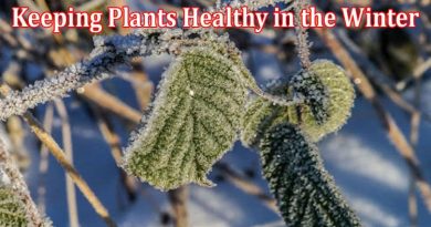 Keeping Plants Healthy in the Winter - A Guide to Winter Care for Perennials