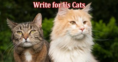 All Information About Write for Us Cats
