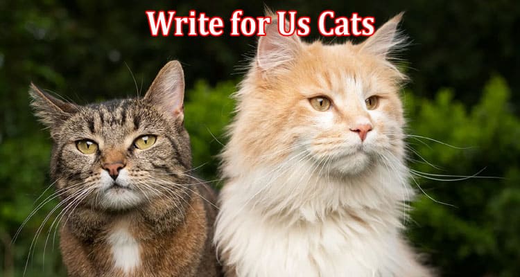 All Information About Write for Us Cats
